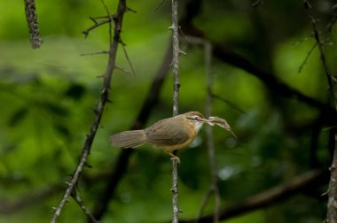 Tawny göbekli bir Babbler, küçük, kahverengi bir kuş, yemyeşil bir çevrede bir dala tünemiş, gagasında bir yaprak ya da küçük av öğesi tutuyor, muhtemelen yiyecek arıyor..