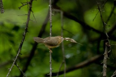 Tawny göbekli bir Babbler, küçük, kahverengi bir kuş, yemyeşil bir çevrede bir dala tünemiş, gagasında bir yaprak ya da küçük av öğesi tutuyor, muhtemelen yiyecek arıyor..