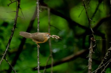 Tawny göbekli bir Babbler, küçük, kahverengi bir kuş, yemyeşil bir çevrede bir dala tünemiş, gagasında bir yaprak ya da küçük av öğesi tutuyor, muhtemelen yiyecek arıyor..