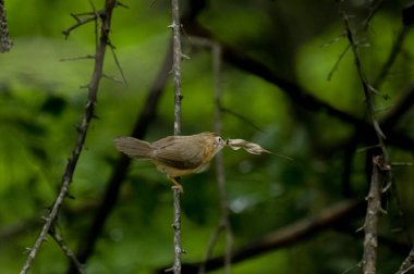 Tawny göbekli bir Babbler, küçük, kahverengi bir kuş, yemyeşil bir çevrede bir dala tünemiş, gagasında bir yaprak ya da küçük av öğesi tutuyor, muhtemelen yiyecek arıyor..