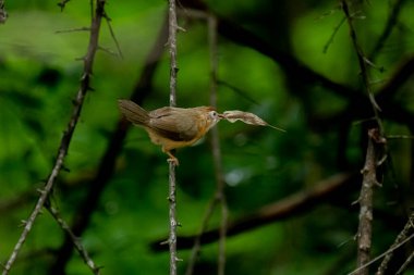 Tawny göbekli bir Babbler, küçük, kahverengi bir kuş, yemyeşil bir çevrede bir dala tünemiş, gagasında bir yaprak ya da küçük av öğesi tutuyor, muhtemelen yiyecek arıyor..