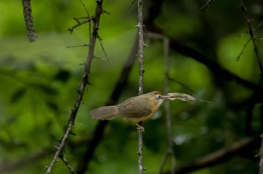 Tawny göbekli bir Babbler, küçük, kahverengi bir kuş, yemyeşil bir çevrede bir dala tünemiş, gagasında bir yaprak ya da küçük av öğesi tutuyor, muhtemelen yiyecek arıyor..