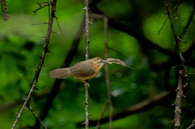 Tawny göbekli bir Babbler, küçük, kahverengi bir kuş, yemyeşil bir çevrede bir dala tünemiş, gagasında bir yaprak ya da küçük av öğesi tutuyor, muhtemelen yiyecek arıyor..