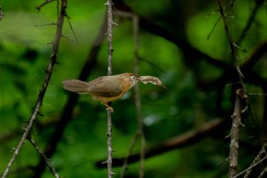 Tawny göbekli bir Babbler, küçük, kahverengi bir kuş, yemyeşil bir çevrede bir dala tünemiş, gagasında bir yaprak ya da küçük av öğesi tutuyor, muhtemelen yiyecek arıyor..