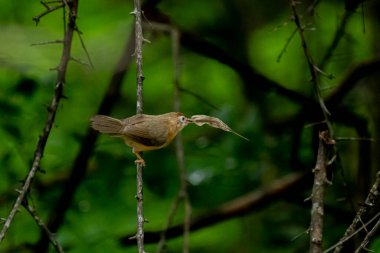 Tawny göbekli bir Babbler, küçük, kahverengi bir kuş, yemyeşil bir çevrede bir dala tünemiş, gagasında bir yaprak ya da küçük av öğesi tutuyor, muhtemelen yiyecek arıyor..