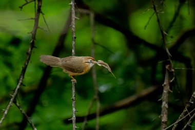 Tawny göbekli bir Babbler, küçük, kahverengi bir kuş, yemyeşil bir çevrede bir dala tünemiş, gagasında bir yaprak ya da küçük av öğesi tutuyor, muhtemelen yiyecek arıyor..