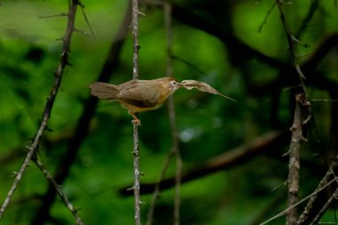 Tawny göbekli bir Babbler, küçük, kahverengi bir kuş, yemyeşil bir çevrede bir dala tünemiş, gagasında bir yaprak ya da küçük av öğesi tutuyor, muhtemelen yiyecek arıyor..