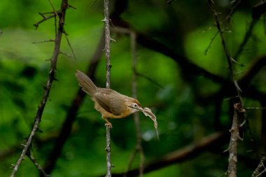 Tawny göbekli bir Babbler, küçük, kahverengi bir kuş, yemyeşil bir çevrede bir dala tünemiş, gagasında bir yaprak ya da küçük av öğesi tutuyor, muhtemelen yiyecek arıyor..