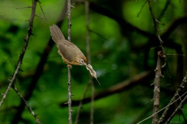 Tawny göbekli bir Babbler, küçük, kahverengi bir kuş, yemyeşil bir çevrede bir dala tünemiş, gagasında bir yaprak ya da küçük av öğesi tutuyor, muhtemelen yiyecek arıyor..