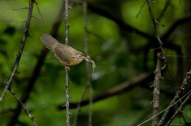 Tawny göbekli bir Babbler, küçük, kahverengi bir kuş, yemyeşil bir çevrede bir dala tünemiş, gagasında bir yaprak ya da küçük av öğesi tutuyor, muhtemelen yiyecek arıyor..
