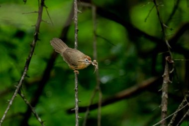 Tawny göbekli bir Babbler, küçük, kahverengi bir kuş, yemyeşil bir çevrede bir dala tünemiş, gagasında bir yaprak ya da küçük av öğesi tutuyor, muhtemelen yiyecek arıyor..