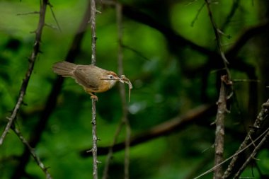 Tawny göbekli bir Babbler, küçük, kahverengi bir kuş, yemyeşil bir çevrede bir dala tünemiş, gagasında bir yaprak ya da küçük av öğesi tutuyor, muhtemelen yiyecek arıyor..