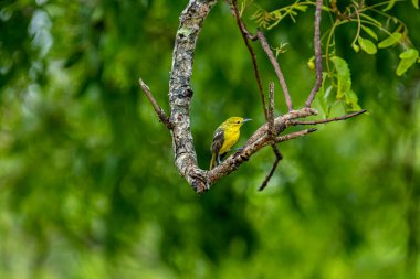 Bu görüntü canlı bir Iora yakalar, geçen küçük bir kuş, sarı tüylü ve siyah kanatlı, beyaz parmaklıklı, zarif bir ağaç dalına tünemiş.