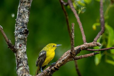 Bu görüntü canlı bir Iora yakalar, geçen küçük bir kuş, sarı tüylü ve siyah kanatlı, beyaz parmaklıklı, zarif bir ağaç dalına tünemiş.