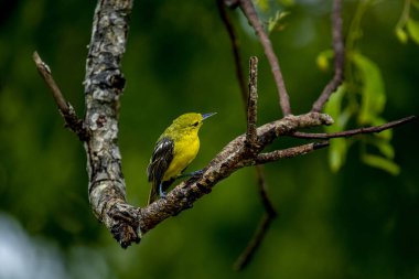 Bu görüntü canlı bir Iora yakalar, geçen küçük bir kuş, sarı tüylü ve siyah kanatlı, beyaz parmaklıklı, zarif bir ağaç dalına tünemiş.