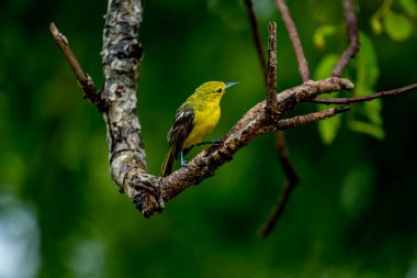 Bu görüntü canlı bir Iora yakalar, geçen küçük bir kuş, sarı tüylü ve siyah kanatlı, beyaz parmaklıklı, zarif bir ağaç dalına tünemiş.