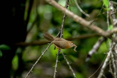 Tawny göbekli bir Babbler, küçük kahverengi bir kuş, ormanın bir dalına tünemiş, gagasında yeni yakalanmış bir böcek tutuyor, muhtemelen yiyecek arıyor..