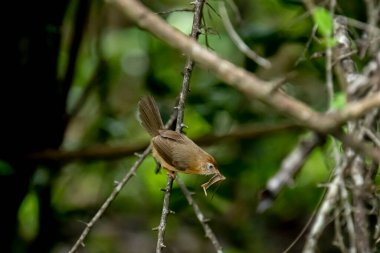 Tawny göbekli bir Babbler, küçük kahverengi bir kuş, ormanın bir dalına tünemiş, gagasında yeni yakalanmış bir böcek tutuyor, muhtemelen yiyecek arıyor..