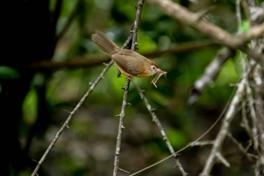 Tawny göbekli bir Babbler, küçük kahverengi bir kuş, ormanın bir dalına tünemiş, gagasında yeni yakalanmış bir böcek tutuyor, muhtemelen yiyecek arıyor..