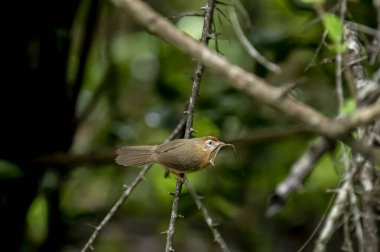 Tawny göbekli bir Babbler, küçük kahverengi bir kuş, ormanın bir dalına tünemiş, gagasında yeni yakalanmış bir böcek tutuyor, muhtemelen yiyecek arıyor..