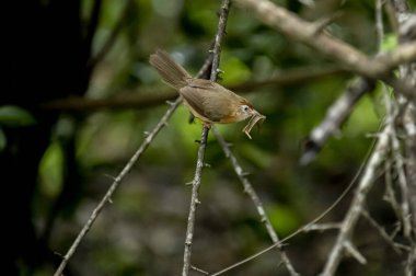 Tawny göbekli bir Babbler, küçük kahverengi bir kuş, ormanın bir dalına tünemiş, gagasında yeni yakalanmış bir böcek tutuyor, muhtemelen yiyecek arıyor..