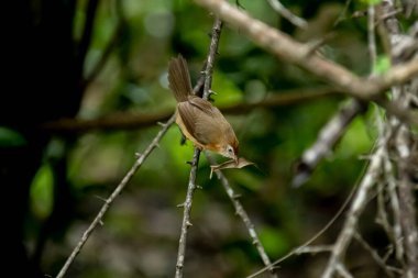 Tawny göbekli bir Babbler, küçük kahverengi bir kuş, ormanın bir dalına tünemiş, gagasında yeni yakalanmış bir böcek tutuyor, muhtemelen yiyecek arıyor..