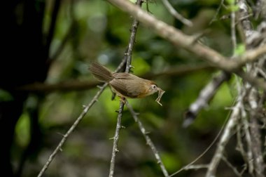 Tawny göbekli bir Babbler, küçük kahverengi bir kuş, ormanın bir dalına tünemiş, gagasında yeni yakalanmış bir böcek tutuyor, muhtemelen yiyecek arıyor..
