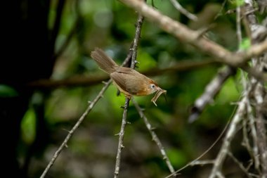 Tawny göbekli bir Babbler, küçük kahverengi bir kuş, ormanın bir dalına tünemiş, gagasında yeni yakalanmış bir böcek tutuyor, muhtemelen yiyecek arıyor..