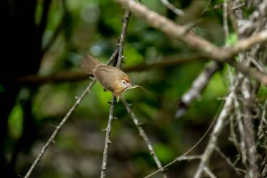 Tawny göbekli bir Babbler, küçük kahverengi bir kuş, ormanın bir dalına tünemiş, gagasında yeni yakalanmış bir böcek tutuyor, muhtemelen yiyecek arıyor..