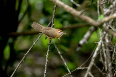 Tawny göbekli bir Babbler, küçük kahverengi bir kuş, ormanın bir dalına tünemiş, gagasında yeni yakalanmış bir böcek tutuyor, muhtemelen yiyecek arıyor..