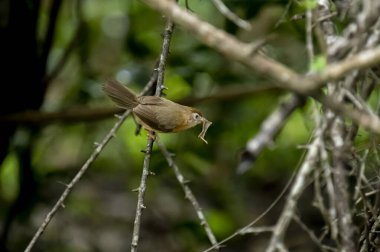 Tawny göbekli bir Babbler, küçük kahverengi bir kuş, ormanın bir dalına tünemiş, gagasında yeni yakalanmış bir böcek tutuyor, muhtemelen yiyecek arıyor..