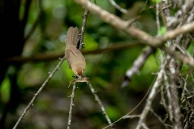 Tawny göbekli bir Babbler, küçük kahverengi bir kuş, ormanın bir dalına tünemiş, gagasında yeni yakalanmış bir böcek tutuyor, muhtemelen yiyecek arıyor..