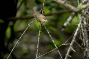 Tawny göbekli bir Babbler, küçük kahverengi bir kuş, ormanın bir dalına tünemiş, gagasında yeni yakalanmış bir böcek tutuyor, muhtemelen yiyecek arıyor..
