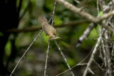 Tawny göbekli bir Babbler, küçük kahverengi bir kuş, ormanın bir dalına tünemiş, gagasında yeni yakalanmış bir böcek tutuyor, muhtemelen yiyecek arıyor..