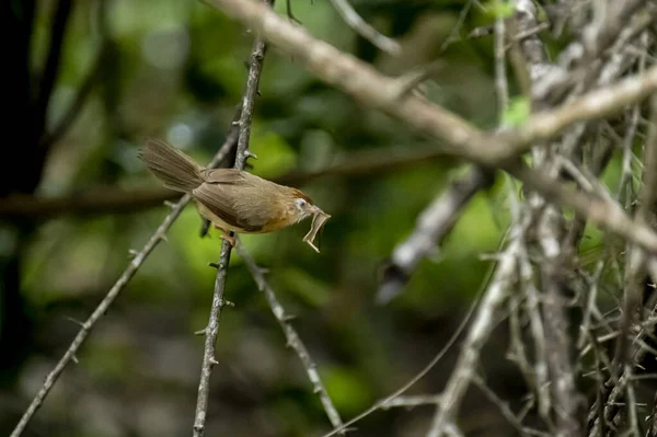 Tawny göbekli bir Babbler, küçük kahverengi bir kuş, ormanın bir dalına tünemiş, gagasında yeni yakalanmış bir böcek tutuyor, muhtemelen yiyecek arıyor..
