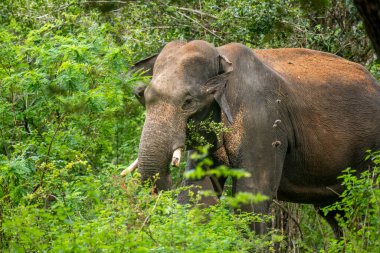 Bu görüntü, muhtemelen bir Sri Lanka fili olan görkemli bir Asya filini doğal yaşam alanı içindeki yemyeşil bir doğal yaşam alanından bir orman ya da milli park gibi ortaya çıkarak yakalar..