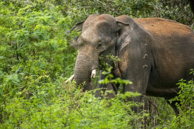Bu görüntü, muhtemelen bir Sri Lanka fili olan görkemli bir Asya filini doğal yaşam alanı içindeki yemyeşil bir doğal yaşam alanından bir orman ya da milli park gibi ortaya çıkarak yakalar..