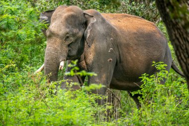 Bu görüntü, muhtemelen bir Sri Lanka fili olan görkemli bir Asya filini doğal yaşam alanı içindeki yemyeşil bir doğal yaşam alanından bir orman ya da milli park gibi ortaya çıkarak yakalar..