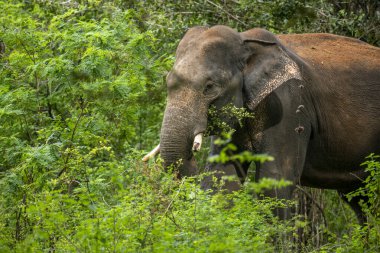 Bu görüntü, muhtemelen bir Sri Lanka fili olan görkemli bir Asya filini doğal yaşam alanı içindeki yemyeşil bir doğal yaşam alanından bir orman ya da milli park gibi ortaya çıkarak yakalar..