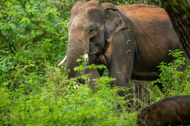 Bu görüntü, muhtemelen bir Sri Lanka fili olan görkemli bir Asya filini doğal yaşam alanı içindeki yemyeşil bir doğal yaşam alanından bir orman ya da milli park gibi ortaya çıkarak yakalar..