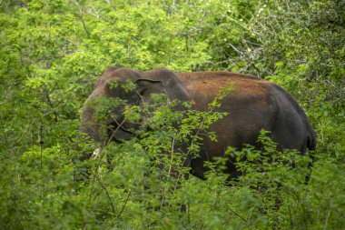 Bu görüntü, muhtemelen bir Sri Lanka fili olan görkemli bir Asya filini doğal yaşam alanı içindeki yemyeşil bir doğal yaşam alanından bir orman ya da milli park gibi ortaya çıkarak yakalar..