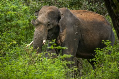 Bu görüntü, muhtemelen bir Sri Lanka fili olan görkemli bir Asya filini doğal yaşam alanı içindeki yemyeşil bir doğal yaşam alanından bir orman ya da milli park gibi ortaya çıkarak yakalar..
