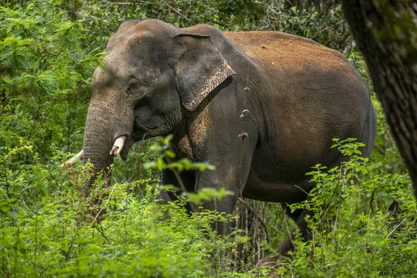 Bu görüntü, muhtemelen bir Sri Lanka fili olan görkemli bir Asya filini doğal yaşam alanı içindeki yemyeşil bir doğal yaşam alanından bir orman ya da milli park gibi ortaya çıkarak yakalar..