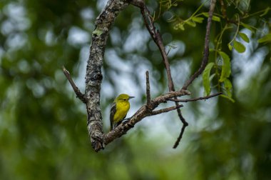 Parlak sarı tüyleri ve siyah kanatları olan sıradan bir Iora. Kahverengi bir ağaç dalına zarif bir şekilde tünemiş yeşil yemyeşil yaprakların yumuşak, bulanık zeminine kurulmuş..