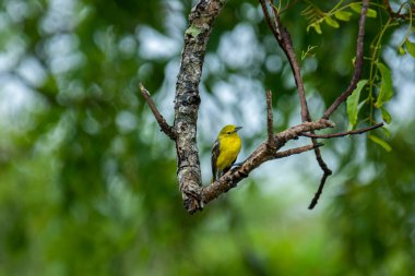 Parlak sarı tüyleri ve siyah kanatları olan sıradan bir Iora. Kahverengi bir ağaç dalına zarif bir şekilde tünemiş yeşil yemyeşil yaprakların yumuşak, bulanık zeminine kurulmuş..