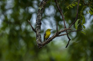 Parlak sarı tüyleri ve siyah kanatları olan sıradan bir Iora. Kahverengi bir ağaç dalına zarif bir şekilde tünemiş yeşil yemyeşil yaprakların yumuşak, bulanık zeminine kurulmuş..