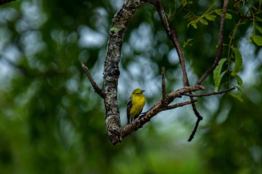 Parlak sarı tüyleri ve siyah kanatları olan sıradan bir Iora. Kahverengi bir ağaç dalına zarif bir şekilde tünemiş yeşil yemyeşil yaprakların yumuşak, bulanık zeminine kurulmuş..