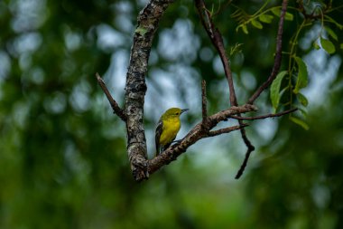 Parlak sarı tüyleri ve siyah kanatları olan sıradan bir Iora. Kahverengi bir ağaç dalına zarif bir şekilde tünemiş yeşil yemyeşil yaprakların yumuşak, bulanık zeminine kurulmuş..