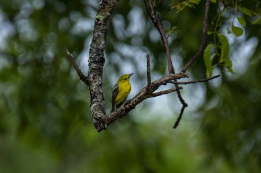 Parlak sarı tüyleri ve siyah kanatları olan sıradan bir Iora. Kahverengi bir ağaç dalına zarif bir şekilde tünemiş yeşil yemyeşil yaprakların yumuşak, bulanık zeminine kurulmuş..