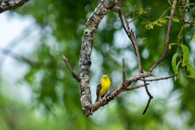 Parlak sarı tüyleri ve siyah kanatları olan sıradan bir Iora. Kahverengi bir ağaç dalına zarif bir şekilde tünemiş yeşil yemyeşil yaprakların yumuşak, bulanık zeminine kurulmuş..